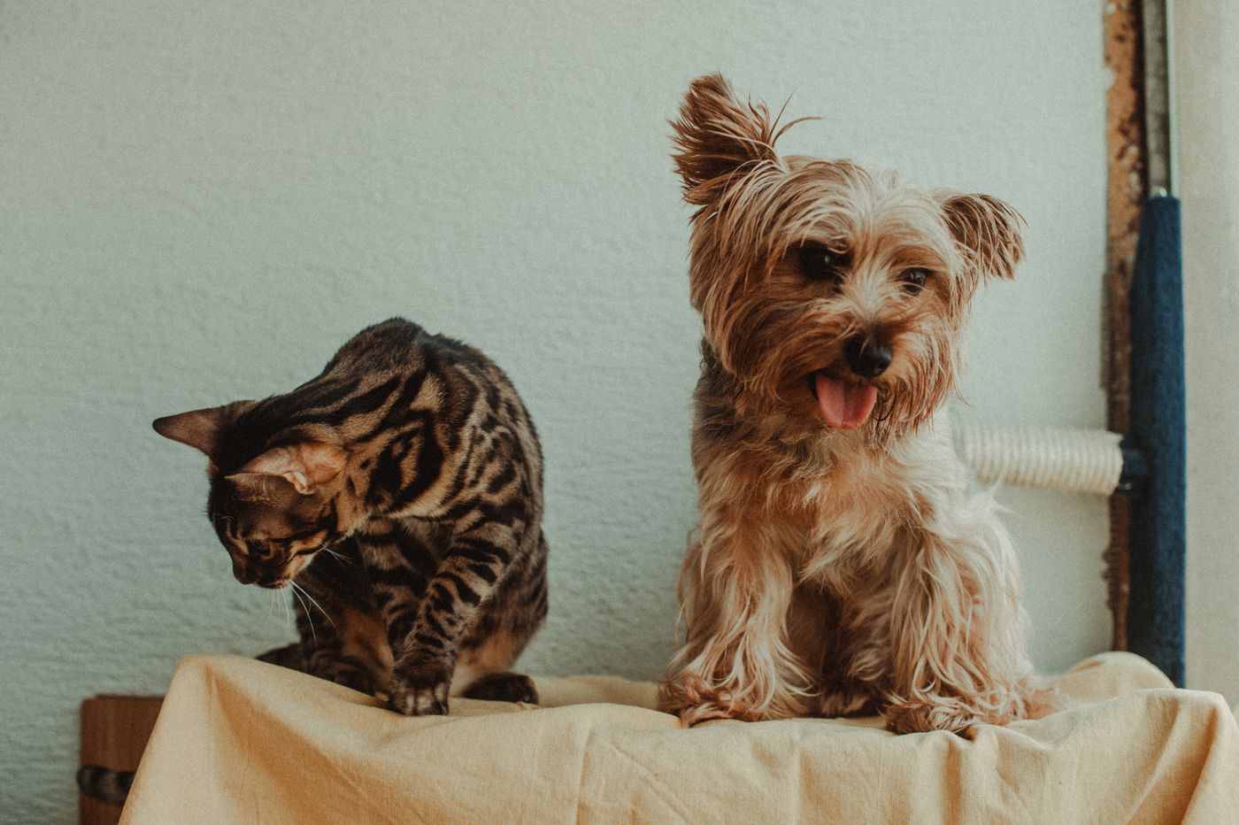 A tabby cat and a Yorkshire terrier sitting side by side
